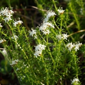 Asperula conferta at Belconnen, ACT - 14 Oct 2015 08:26 AM