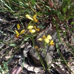 Diuris nigromontana (Black Mountain Leopard Orchid) at Point 114 - 14 Oct 2015 by wrens