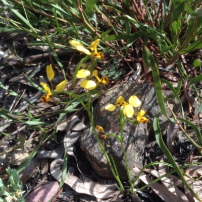 Diuris nigromontana (Black Mountain Leopard Orchid) at O'Connor, ACT - 13 Oct 2015 by wrens