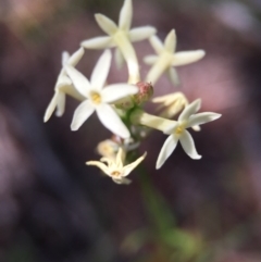 Stackhousia monogyna (Creamy Candles) at Ginninderra Falls - 14 Oct 2015 by JasonC