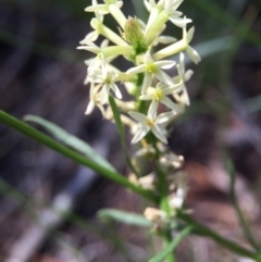 Stackhousia monogyna at Wallaroo, NSW - 14 Oct 2015