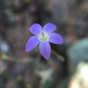 Wahlenbergia graniticola at Wallaroo, NSW - 14 Oct 2015 02:07 PM