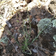 Wahlenbergia graniticola at Wallaroo, NSW - 14 Oct 2015 02:07 PM