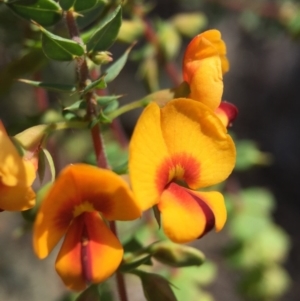 Pultenaea spinosa at Wallaroo, NSW - 14 Oct 2015 02:08 PM