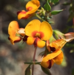 Pultenaea spinosa at Wallaroo, NSW - 14 Oct 2015 02:08 PM