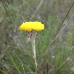 Leptorhynchos squamatus (Scaly Buttons) at Majura, ACT - 13 Oct 2015 by SilkeSma