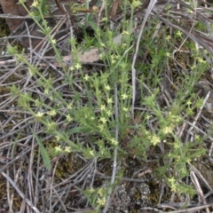 Galium gaudichaudii subsp. gaudichaudii (Rough Bedstraw) at Majura, ACT - 14 Oct 2015 by SilkeSma