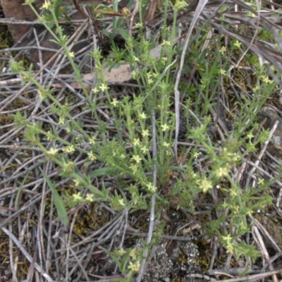Galium gaudichaudii subsp. gaudichaudii (Rough Bedstraw) at Majura, ACT - 13 Oct 2015 by SilkeSma