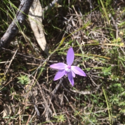 Glossodia major (Wax Lip Orchid) at Mount Taylor - 13 Oct 2015 by jksmits