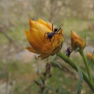 Xerochrysum viscosum at Calwell, ACT - 8 Oct 2015