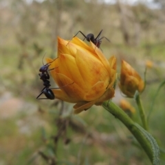 Xerochrysum viscosum at Calwell, ACT - 8 Oct 2015