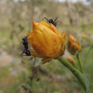 Xerochrysum viscosum at Calwell, ACT - 8 Oct 2015