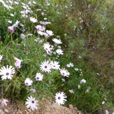 Dimorphotheca ecklonis (South African Daisy) at Aranda, ACT - 8 Oct 2015 by JanetRussell