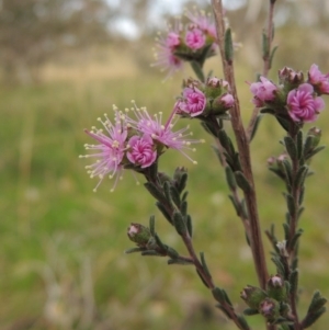 Kunzea parvifolia at Calwell, ACT - 8 Oct 2015