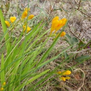 Freesia leichtlinii subsp. leichtlinii x Freesia leichtlinii subsp. alba at Aranda, ACT - 9 Oct 2015 08:19 AM