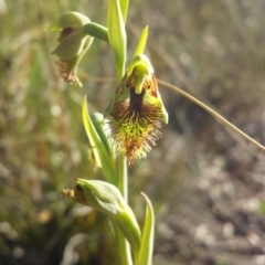 Calochilus montanus (Copper Beard Orchid) at Acton, ACT - 13 Oct 2015 by MattM