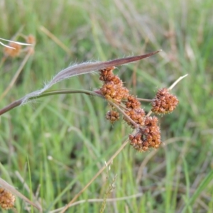 Luzula densiflora at Calwell, ACT - 8 Oct 2015