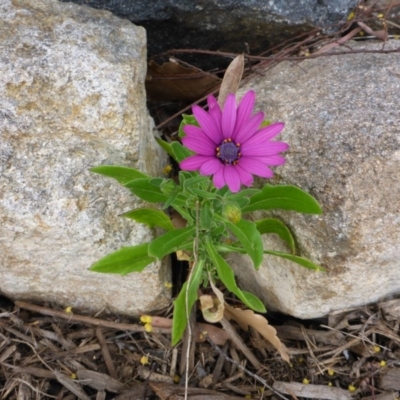 Dimorphotheca ecklonis (South African Daisy) at Aranda, ACT - 7 Oct 2015 by JanetRussell