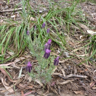 Lavandula stoechas (Spanish Lavender or Topped Lavender) at Aranda, ACT - 7 Oct 2015 by JanetRussell