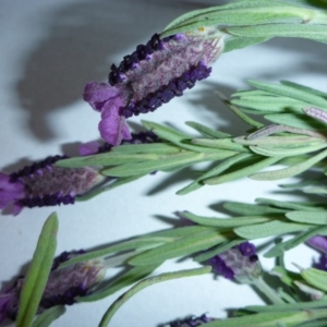 Lavandula stoechas at Aranda, ACT - 7 Oct 2015 04:13 PM