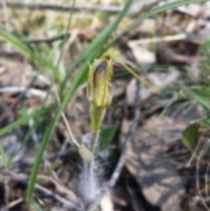 Caladenia atrovespa at Aranda, ACT - suppressed