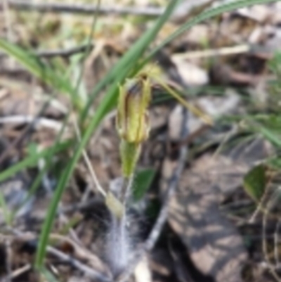 Caladenia atrovespa (Green-comb Spider Orchid) at Aranda, ACT - 15 Oct 2015 by MattM