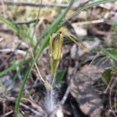 Caladenia atrovespa at Aranda, ACT - suppressed