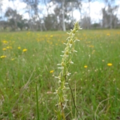 Prasophyllum petilum (Tarengo Leek Orchid) at Hall, ACT - 20 Oct 2015 by jksmits