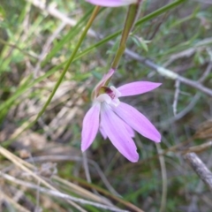 Caladenia carnea (Pink Fingers) at Mount Taylor - 14 Oct 2015 by jksmits