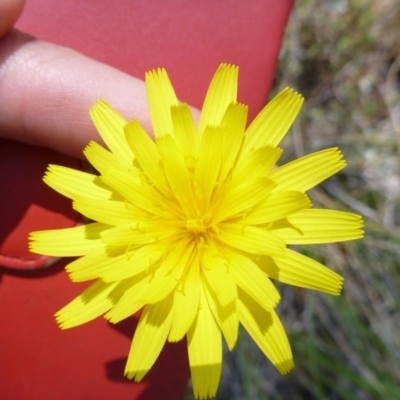 Microseris walteri (Yam Daisy, Murnong) at Mount Taylor - 14 Oct 2015 by jksmits