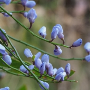 Comesperma volubile at Cotter River, ACT - 14 Oct 2015 08:57 AM