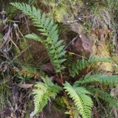 Polystichum proliferum (Mother Shield Fern) at Cotter River, ACT - 13 Oct 2015 by KenT
