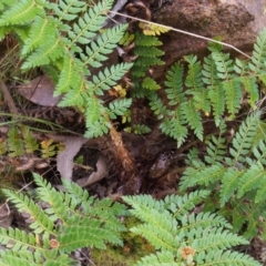 Polystichum proliferum at Cotter River, ACT - 14 Oct 2015