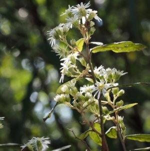 Olearia lirata at Cotter River, ACT - 14 Oct 2015