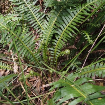 Blechnum nudum (Fishbone Water Fern) at Cotter River, ACT - 14 Oct 2015 by KenT