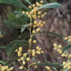 Acacia rubida (Red-stemmed Wattle, Red-leaved Wattle) at Cotter River, ACT - 14 Oct 2015 by KenT