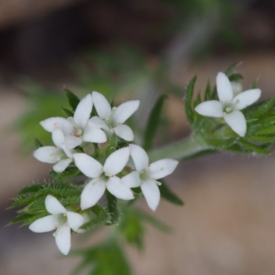 Asperula scoparia (Prickly Woodruff) at Cotter River, ACT - 14 Oct 2015 by KenT