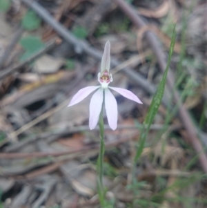 Caladenia carnea at Gordon, ACT - 14 Oct 2015