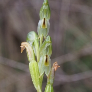 Bunochilus montanus at Uriarra Village, ACT - 14 Oct 2015