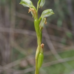 Bunochilus montanus at Uriarra Village, ACT - 14 Oct 2015