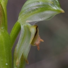 Bunochilus montanus at Uriarra Village, ACT - 14 Oct 2015