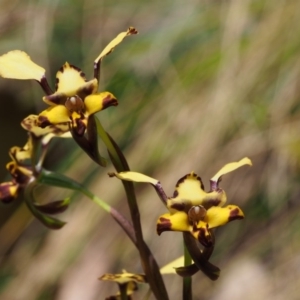 Diuris pardina at Cotter River, ACT - 14 Oct 2015