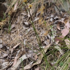 Diuris pardina at Cotter River, ACT - suppressed