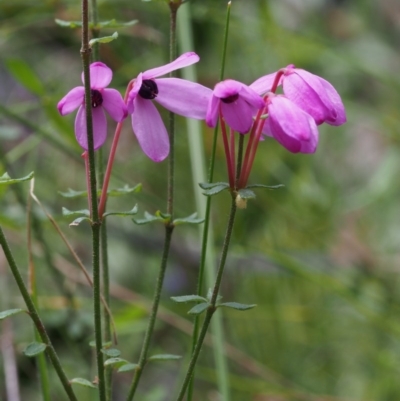 Tetratheca bauerifolia (Heath Pink-bells) at Lower Cotter Catchment - 14 Oct 2015 by KenT