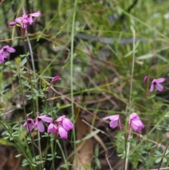 Tetratheca bauerifolia at Cotter River, ACT - 14 Oct 2015