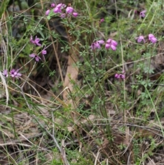 Tetratheca bauerifolia at Cotter River, ACT - 14 Oct 2015 02:44 PM