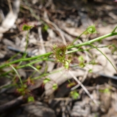 Drosera auriculata (Tall Sundew) at Kambah, ACT - 14 Oct 2015 by jksmits