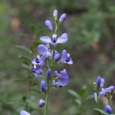 Comesperma volubile (Love Creeper) at Cotter River, ACT - 14 Oct 2015 by KenT