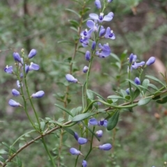 Comesperma volubile at Cotter River, ACT - 14 Oct 2015 02:52 PM