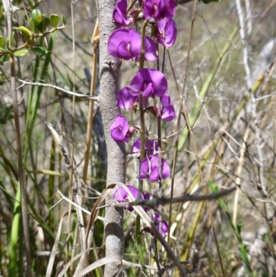 Swainsona recta (Small Purple Pea) at Mount Taylor - 14 Oct 2015 by jksmits